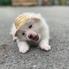 Tiểu Mỡ Đáng Yêu