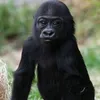 Tiny Gorilla