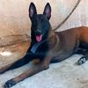 c.abo.hany.malinois