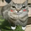 wtnoob007