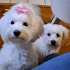 flopysofy