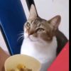 gustaboestudillop