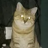 in_iani_fyrri