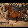Alhoussam stud