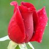 mawar.merah263