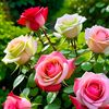 mon.pakhi1347
