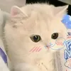 hacoi_abe