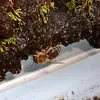 medugaer