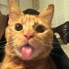 kupipahit1