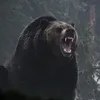 _bear320