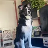 gariiris