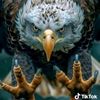 wasim3378