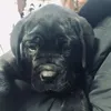 waf.waf.le.chien