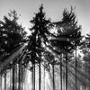 dark_wolf_1029