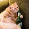 bombercat8