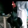 taxila_aseel_point