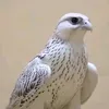 .alfhley