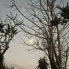 http.bunga