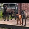 ArmoredPresaKennel