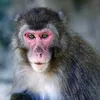 猿🐒