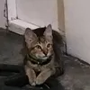 http_meowmeow