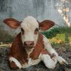 slametberkahjayafarm