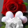 salmaa.sy