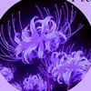 jellyfishlover269