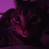 nyaandharumifan