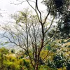 manhtruong1115