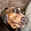 kevin_the_dachsy