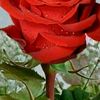 user9482152708181