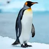 pingouin 1010