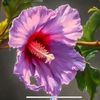 reneelewis082605