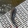 fishingunlimited10
