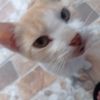 desco_nocido717