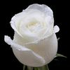 abrarshah5198