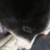 phamchiidungg