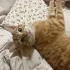 momodigger