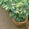 myflowershopke