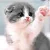 kittykhilgi