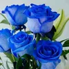 hoahongxanh456789