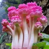 mytien66789