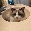 catnamedonion