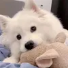 Pet world