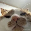 vanahnn13.5