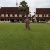 hjisabangriani