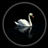 black7swan1