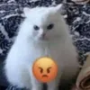 editi_962