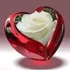 hamssa.akram